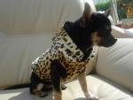 chiquiti-dog-fashion